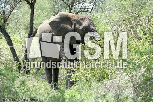 Afrikanischer Elefant (5 von 131).jpg